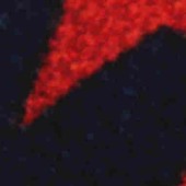化纤面料 毛衫 打底裤 打底衫 针织印花 星星 涤纶面料