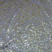 供应网眼布烫金烫银 30眼底布烫金烫银豹纹加工品