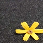 TTR 亮丝斜纹 斜纹单面拉毛纬弹