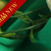 2015新款乔其纱50D/夏季雪纺长裙面料/雪纺纱/雪纺面料