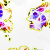 欧根纱化纤数码印花面料
