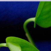 700g/m 30%w 秋冬爆款女装 毛呢面料 阿玛呢 针织面料