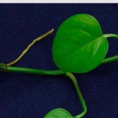 精品金澳呢上市 720g/m 50%W 毛呢面料 大衣呢 宝兰色