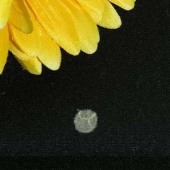 厂家直销 欧美风毛呢 后加工面料 冬装外套面料 大衣毛料