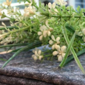 现货25ST/C70/30雪花中竹节针织时尚女装面料裙装外套T恤