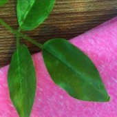 现货32STCR雪花 雪花纱针织汗布 男女装花式纱线风格米样