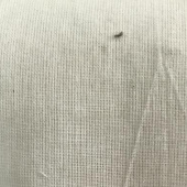 现货全棉60S平纹布 全棉平布 服装面料轻薄透气女装布