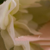 双层乐丽乱麻 全涤梭织高弹布料现货 高档女装上衣裙装面料厂家批发