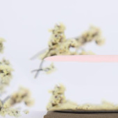 高密棉锦平纹无弹时尚女装衬衫布料 全工艺染色薄风衣面料绍兴厂家