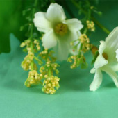 柯桥现货全棉仿天丝面料 梭织平纹丝光烧毛服装面料 133*100