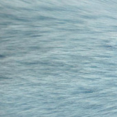 北极狐 针织面料 服装用料 厂家直销