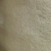 全涤成分针织染色工艺幅宽160CM平剪毛