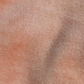 仿棉不倒绒面料 涤纱氨纶针织染色男装女装服装面料 现货