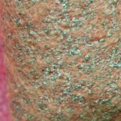 双彩呢 毛涤毛纺毛呢面料 梭织服装染色面料