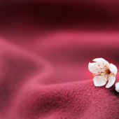 单色单摇素色摇粒绒