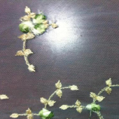 网布水溶绣花